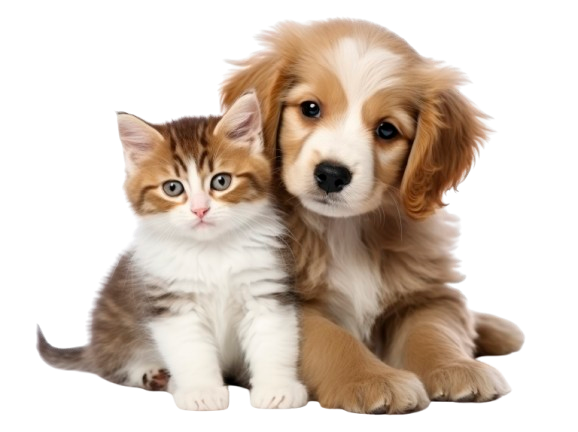 Produtos para Cães e Gatos